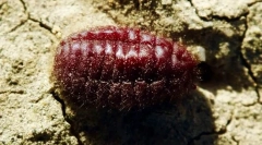 Cochineal